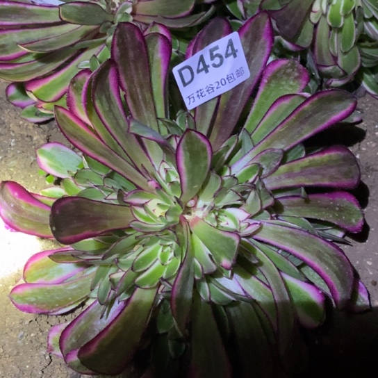 454白月光多肉植物