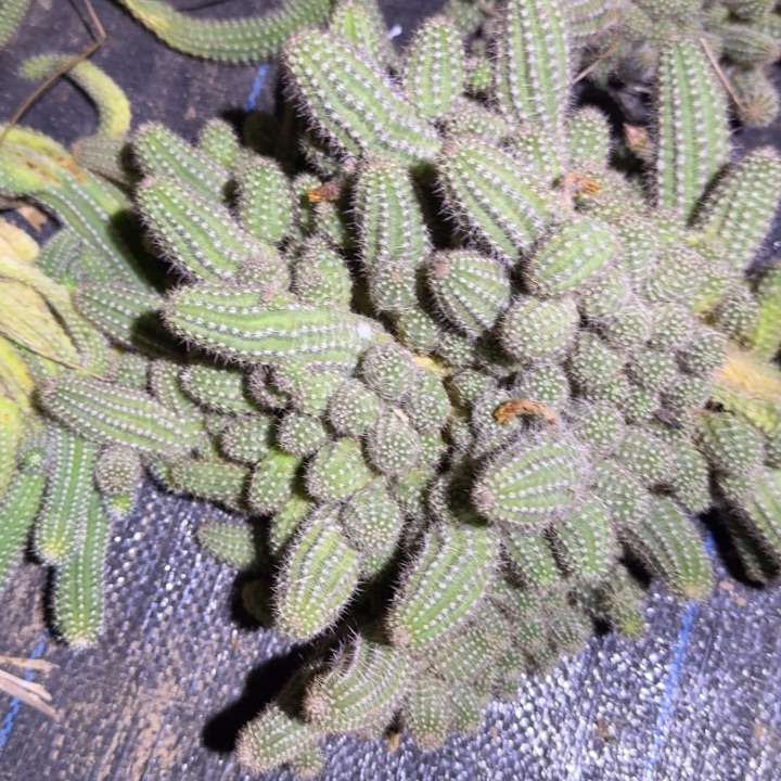 白檀仙人掌群生一群131