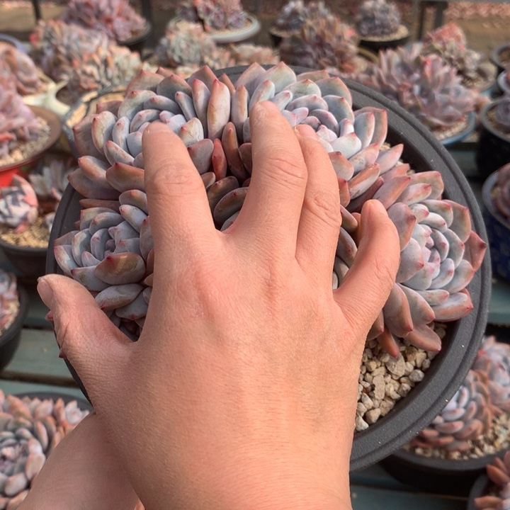 柠檬花花花花花花花