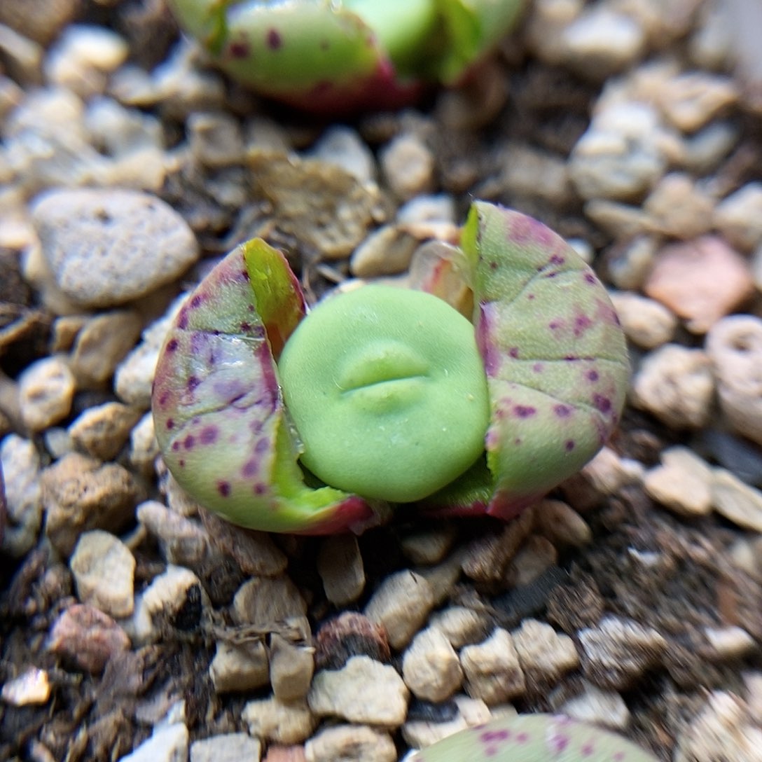 723嘴一颗三头两年