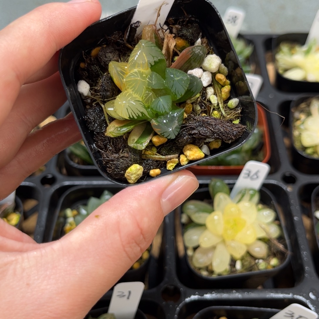 30花水晶玉露锦一物一拍