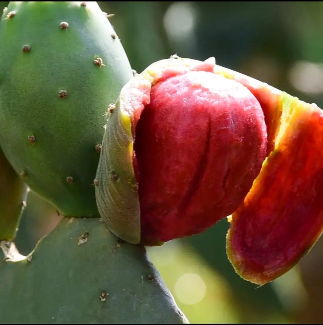 云南可食用仙人掌红果黄果滇红各一片20cm~30cm