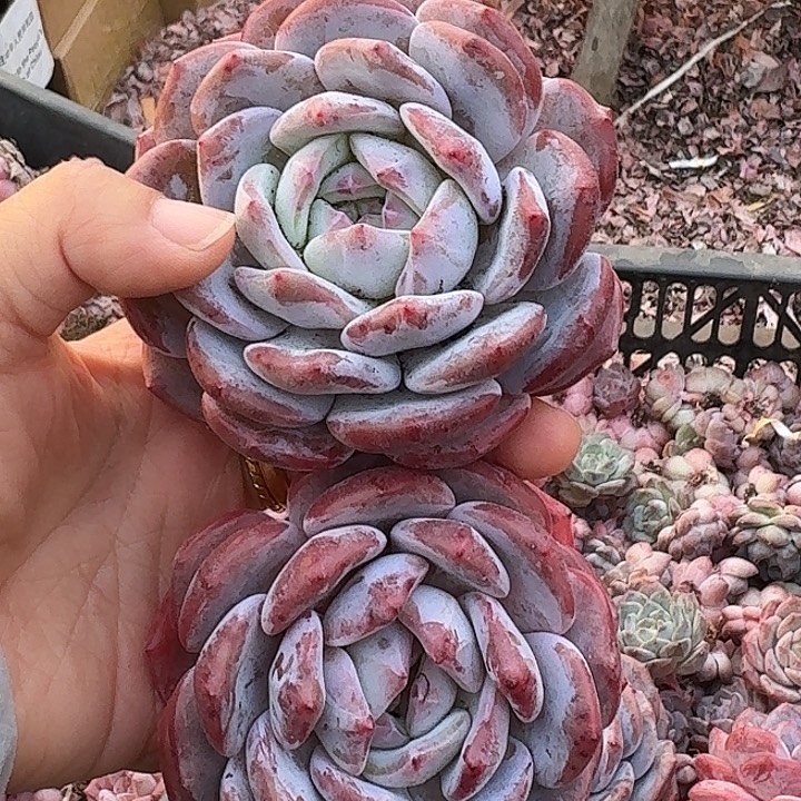 4年梦露单头7厘米2棵，零下地区冻死冻伤不售后