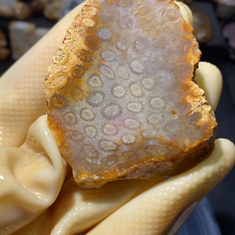 【闪购商品】硅化玉颈饰未镶嵌