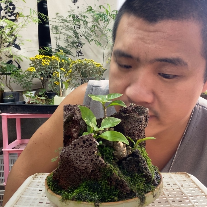 ****g以实际为准盆景绿植花卉49