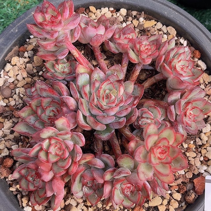 荷花0950多肉植物