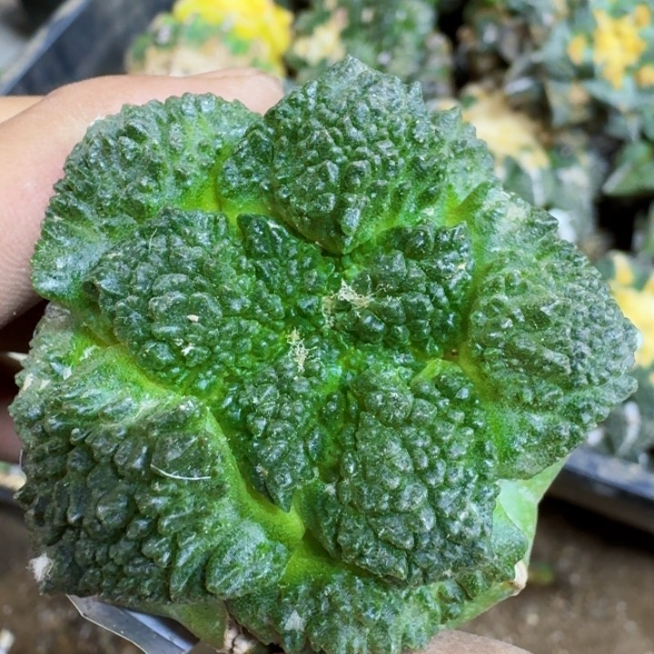 福利苗接哥斯拉522