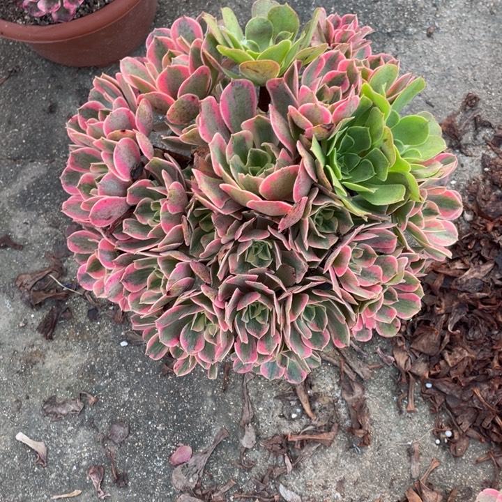 350号精品法师女妖