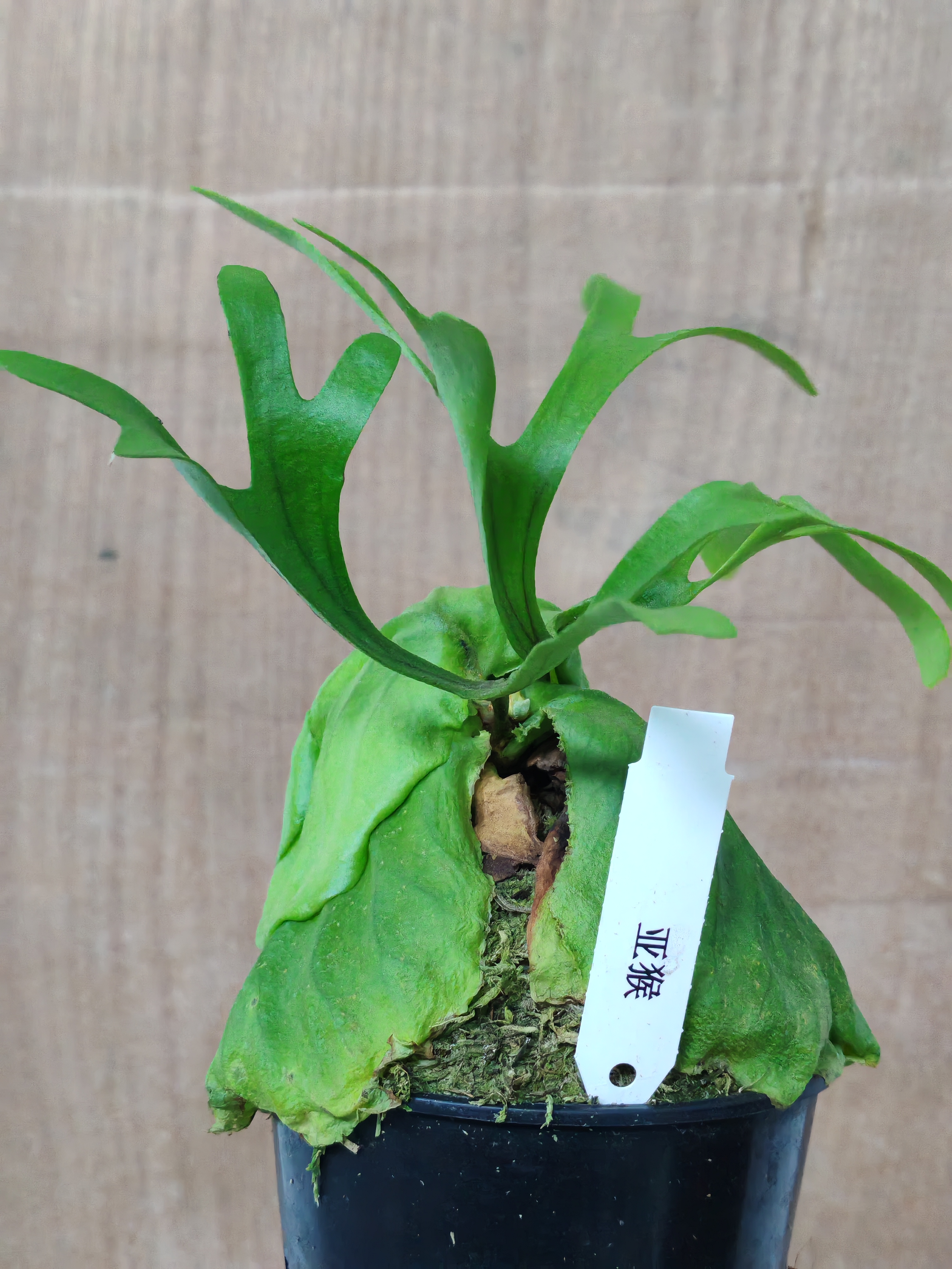 鹿角蕨·亚猴·室内高端观叶墙面装饰植物