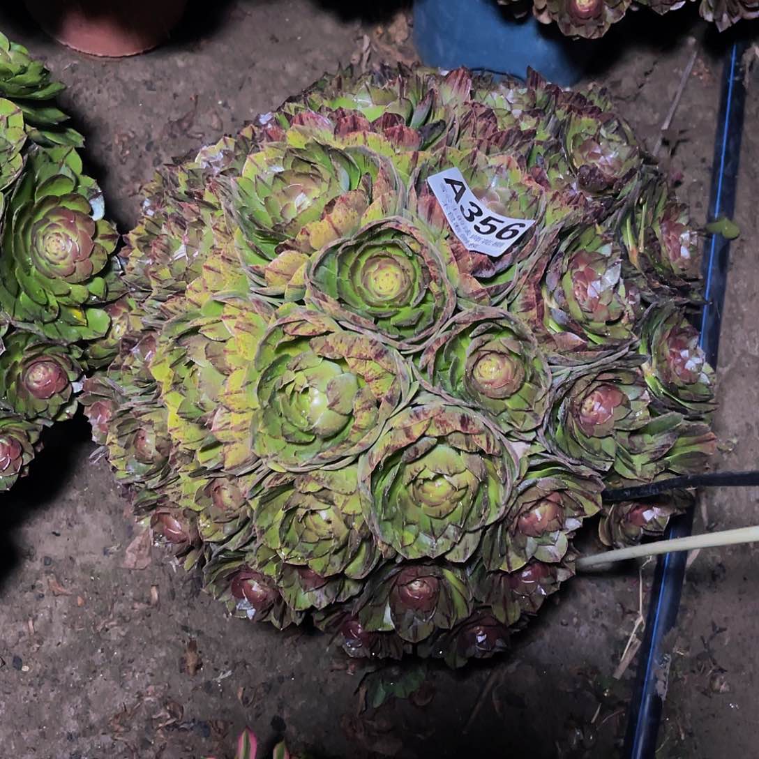 法师法师14–23包邮法师