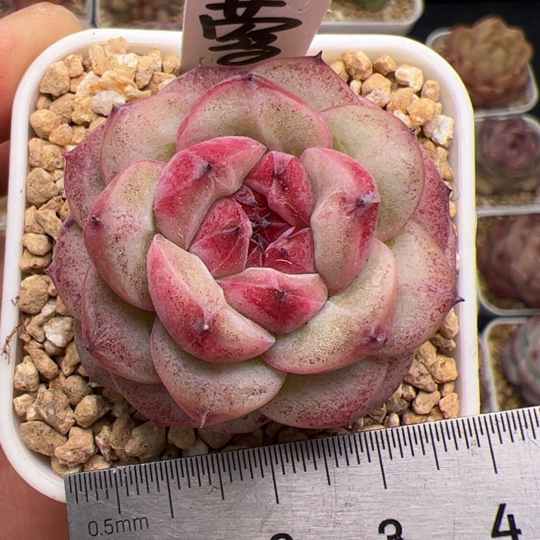 195 多肉植物组合