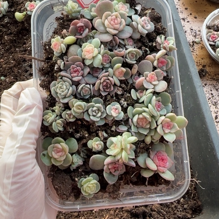 欣***悦绝绝子多肉植物一盘59