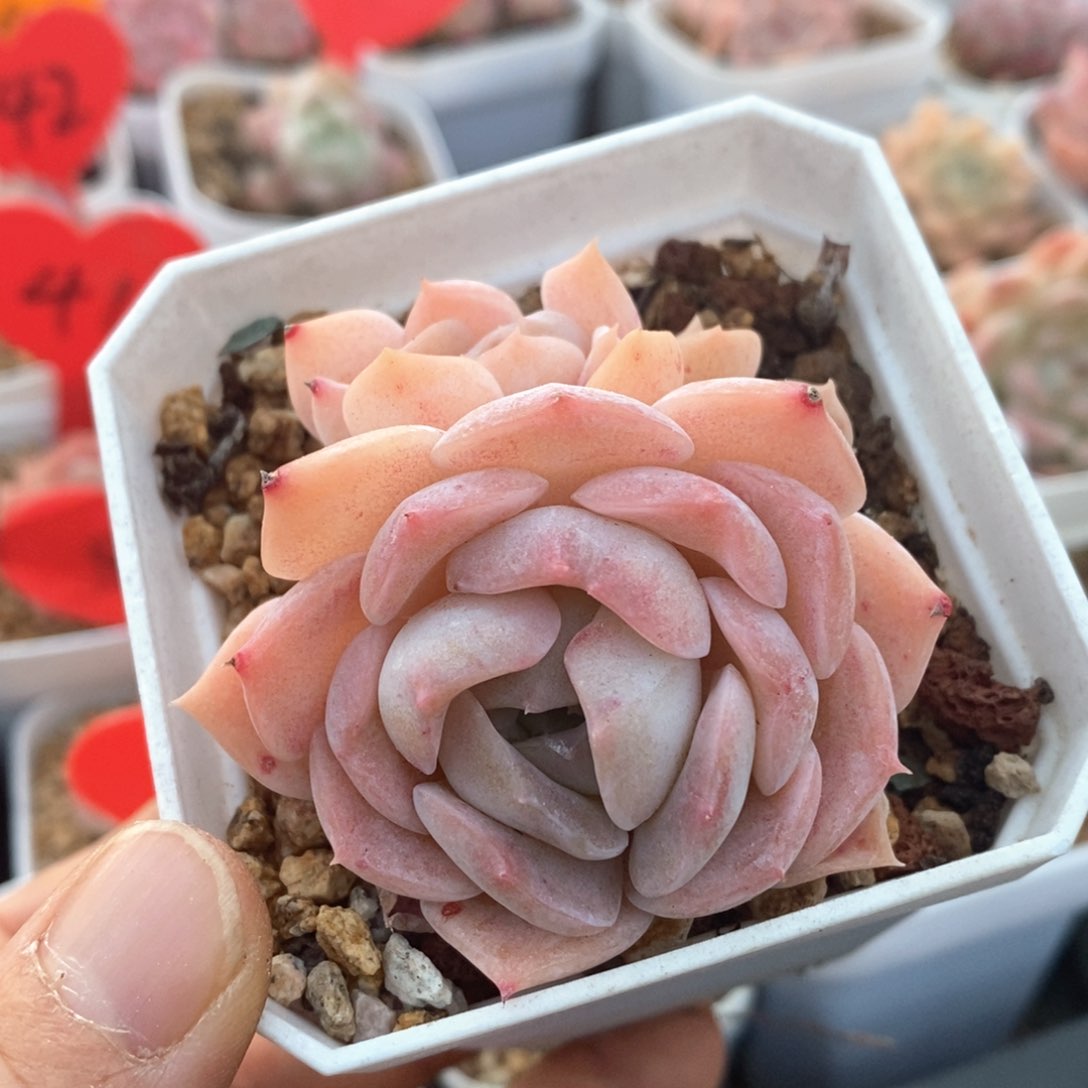 精品多肉一物一拍不包整11