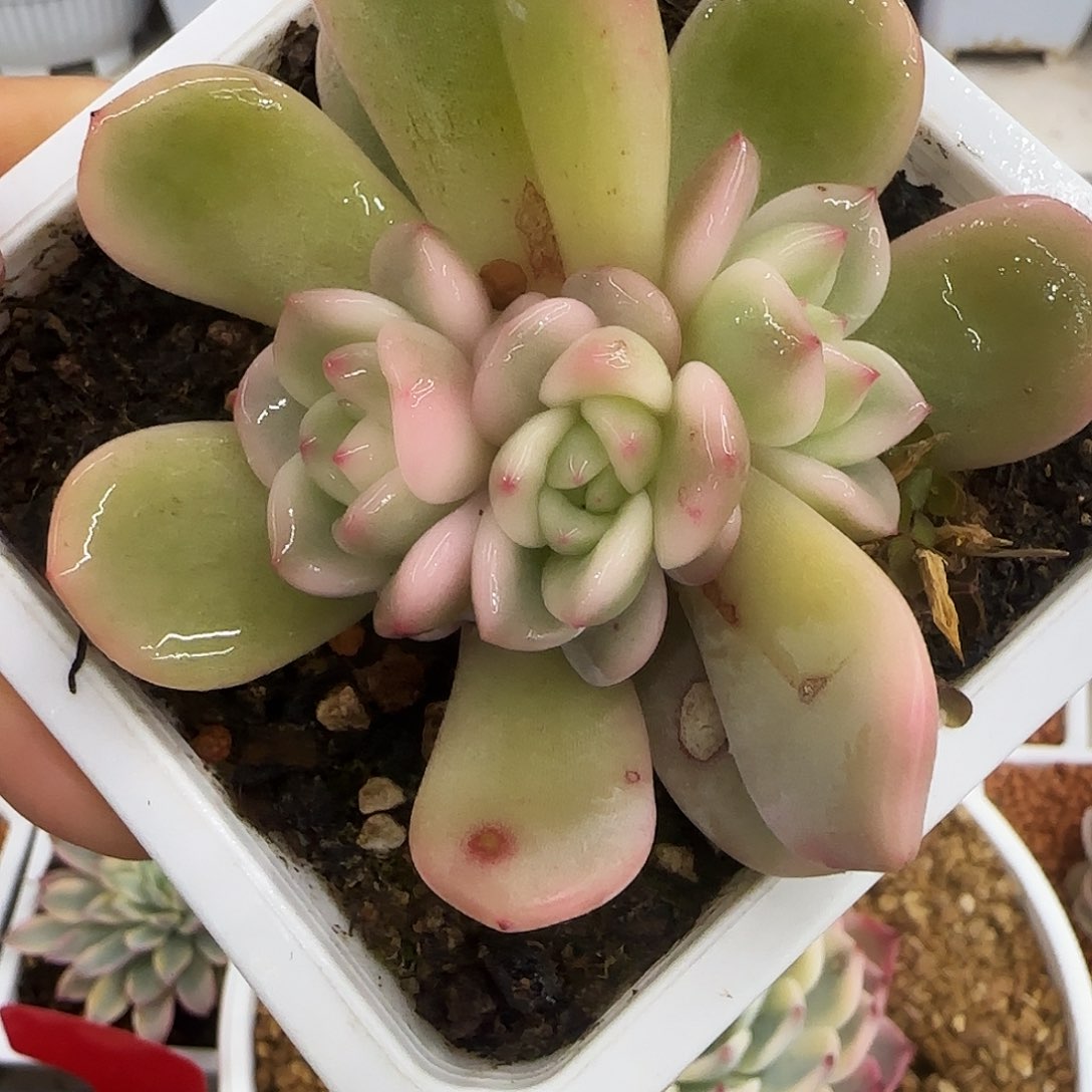 承梦露底座群锦多肉