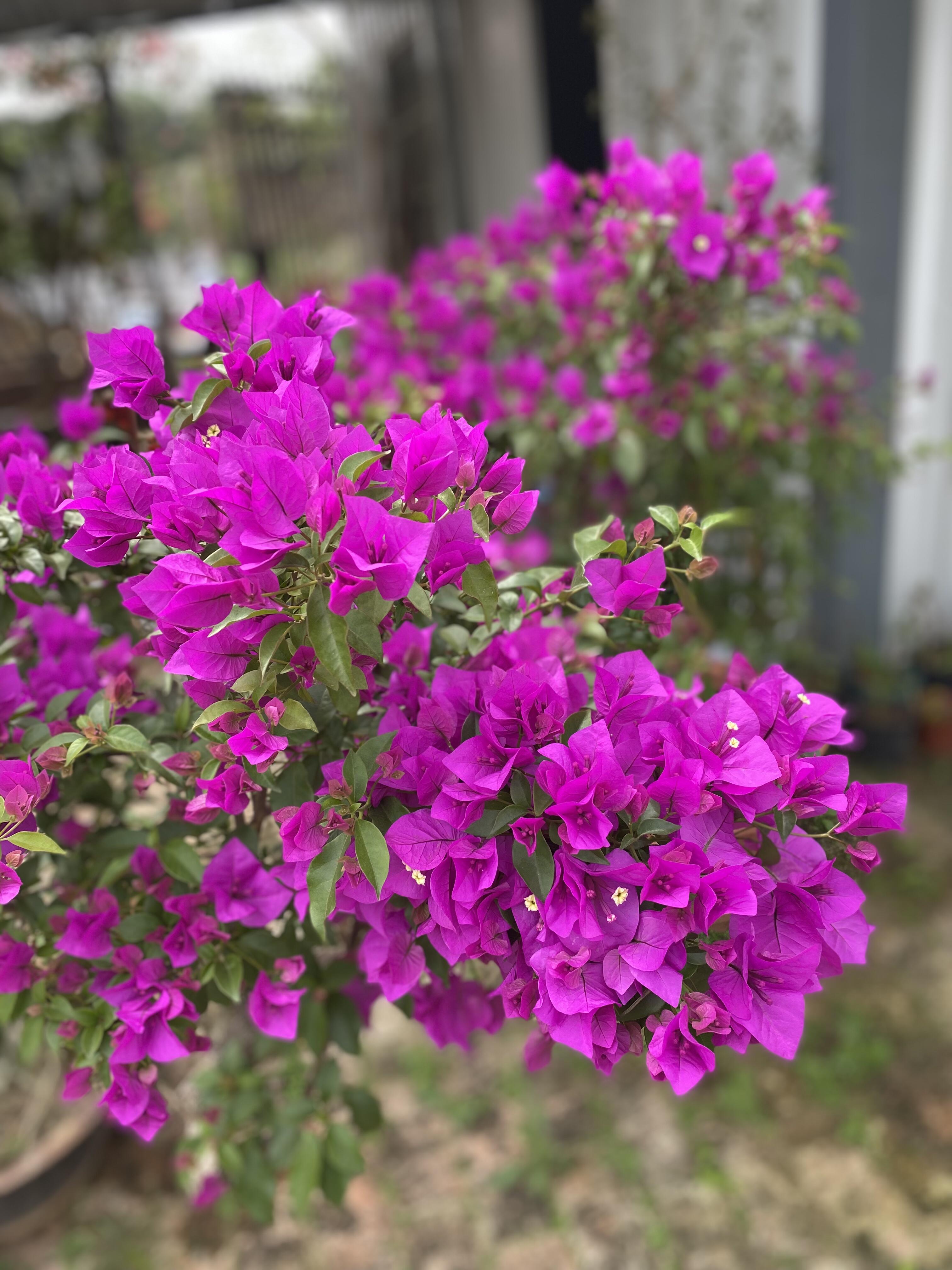 云南紫三角梅运输易掉花掉叶介意勿拍
