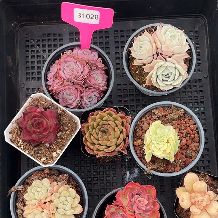 框拍。   31028号。  