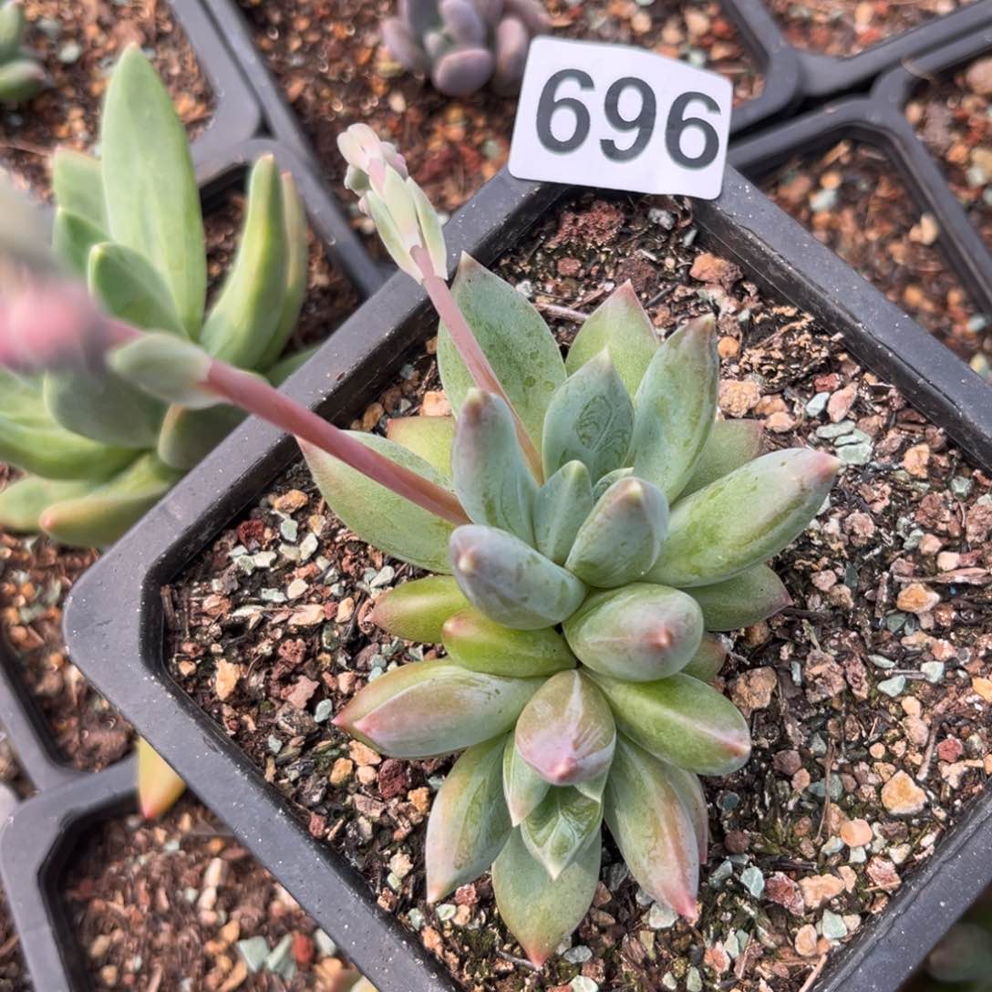 696重楼多肉植物