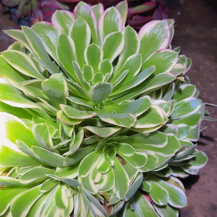 白凤捧花亏本福利