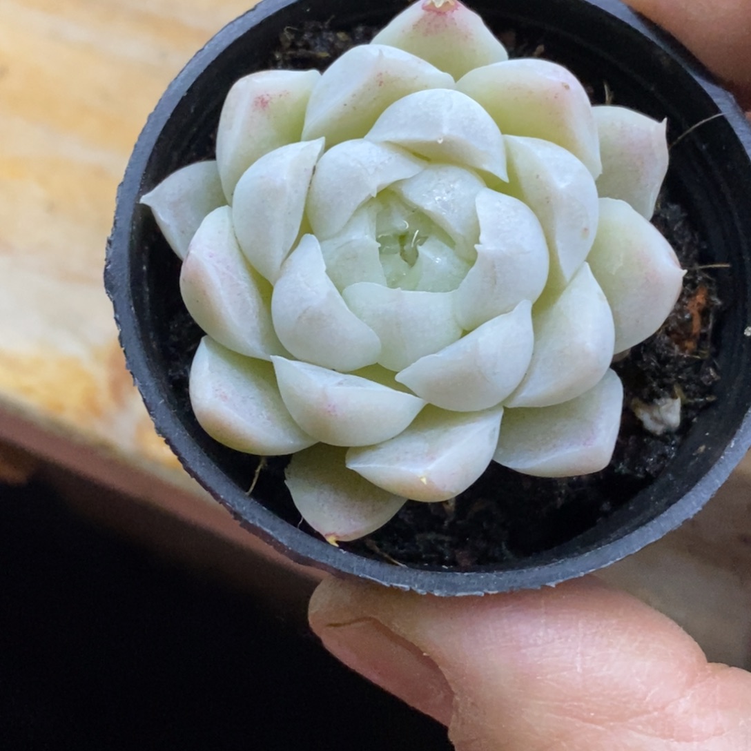 精品多肉一物一拍不包整476