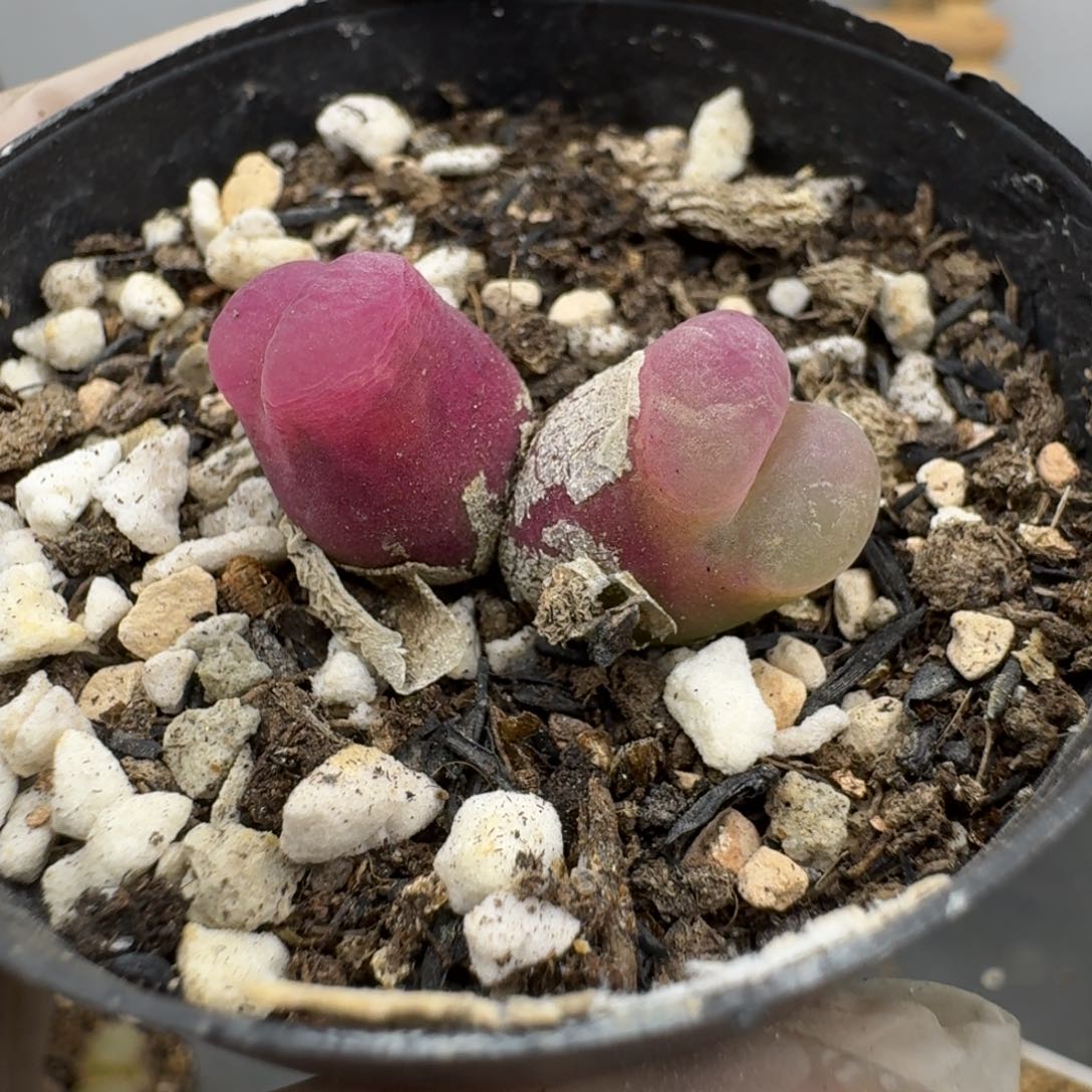 1哈哈哈哈哈哈哈哈哈多肉