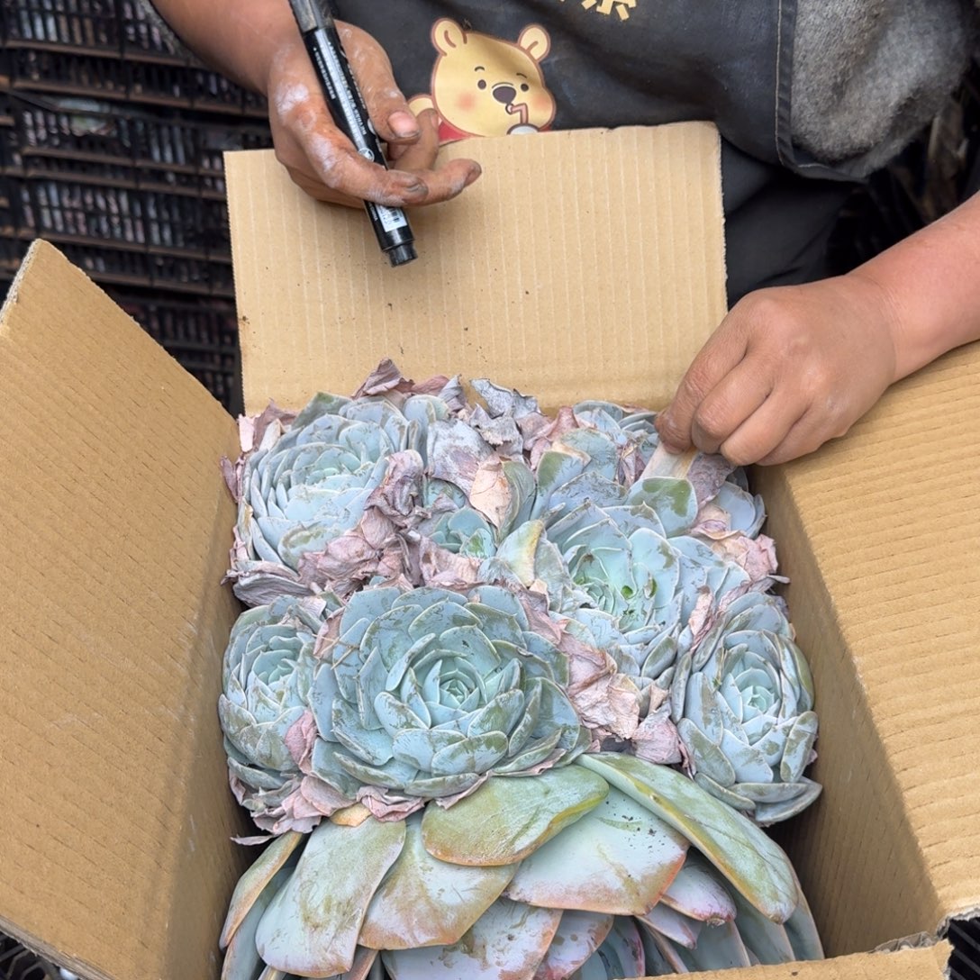 B***g多肉砍头 不包损1021