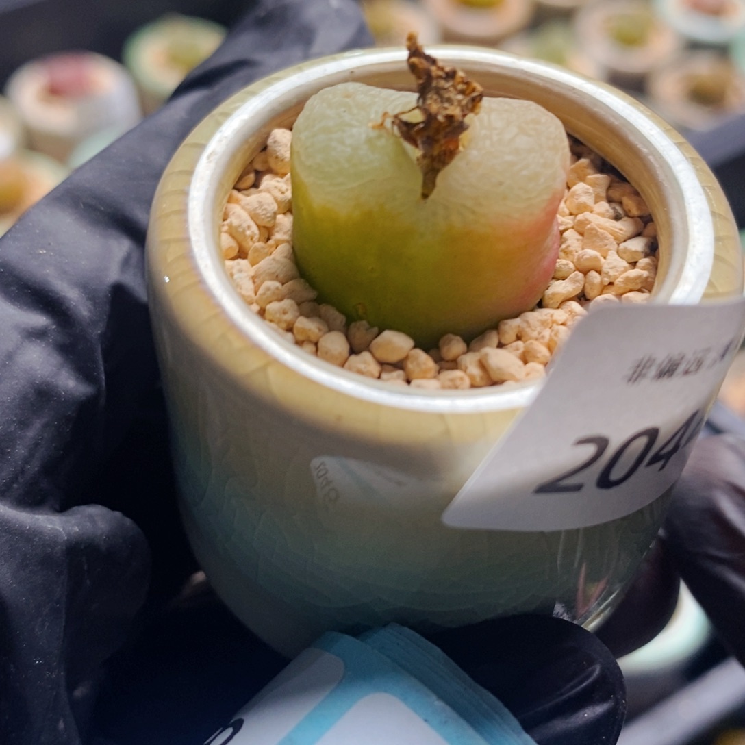 2044-一物一拍带盆