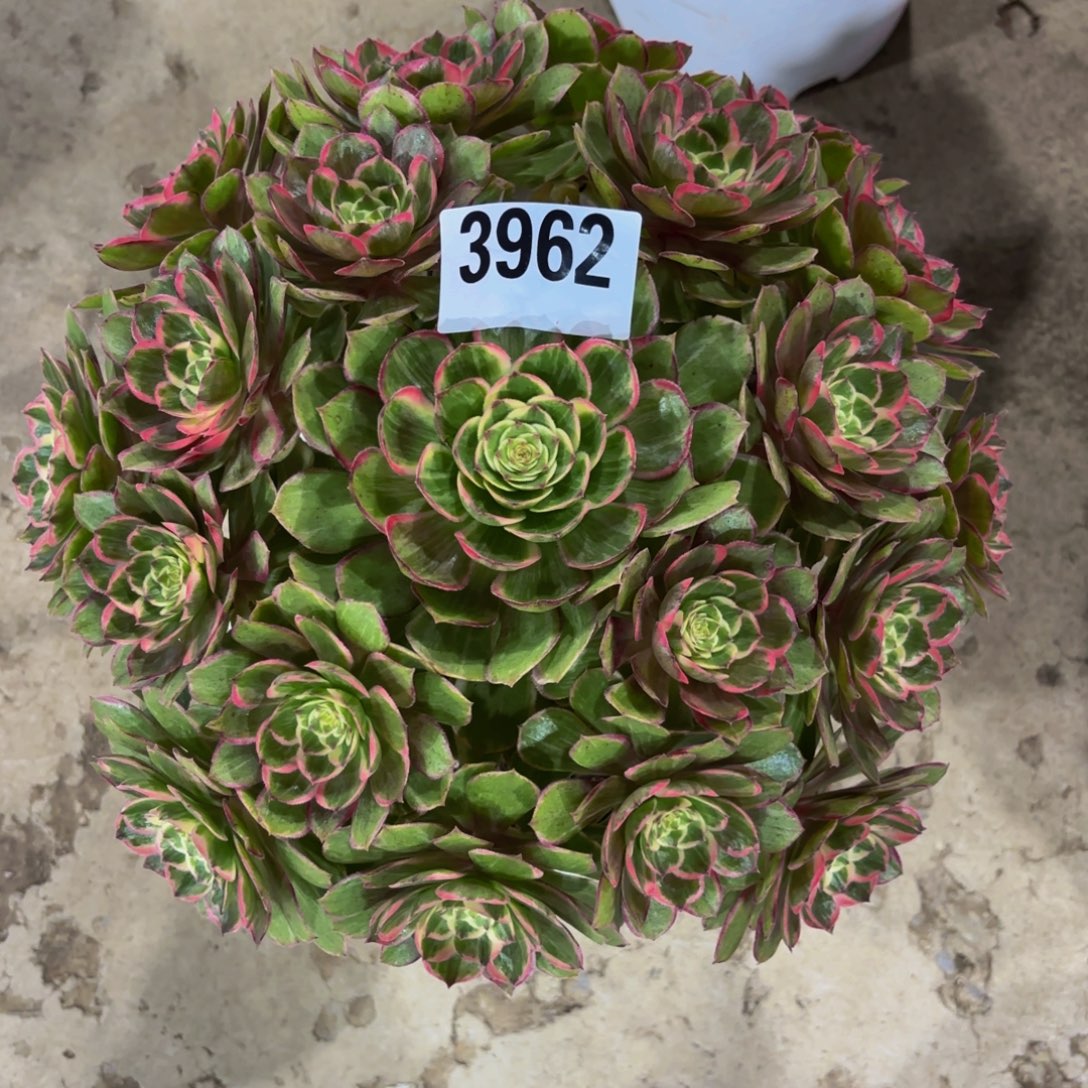 熏***熏无花朵3962优选莲花座1111111