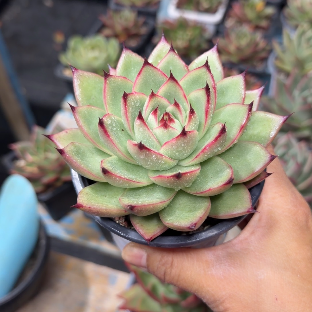 一物一拍，顺顺顺，20