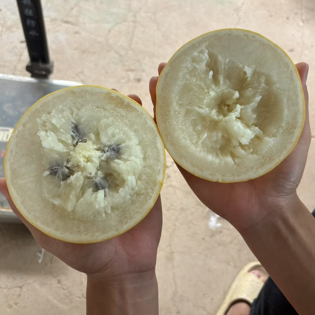 冰糖黄晶果树苗 四季结果高产 单果一斤半左右 软滑蜜甜 杯苗发货