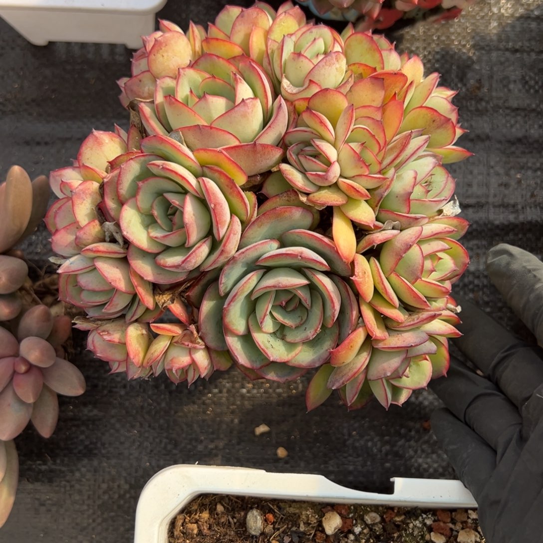 A****牡丹亭多肉一物一拍