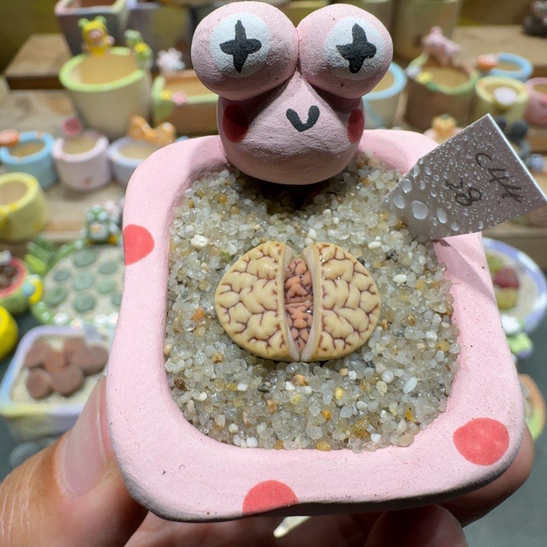 蘑菇1122雀卵多肉植物