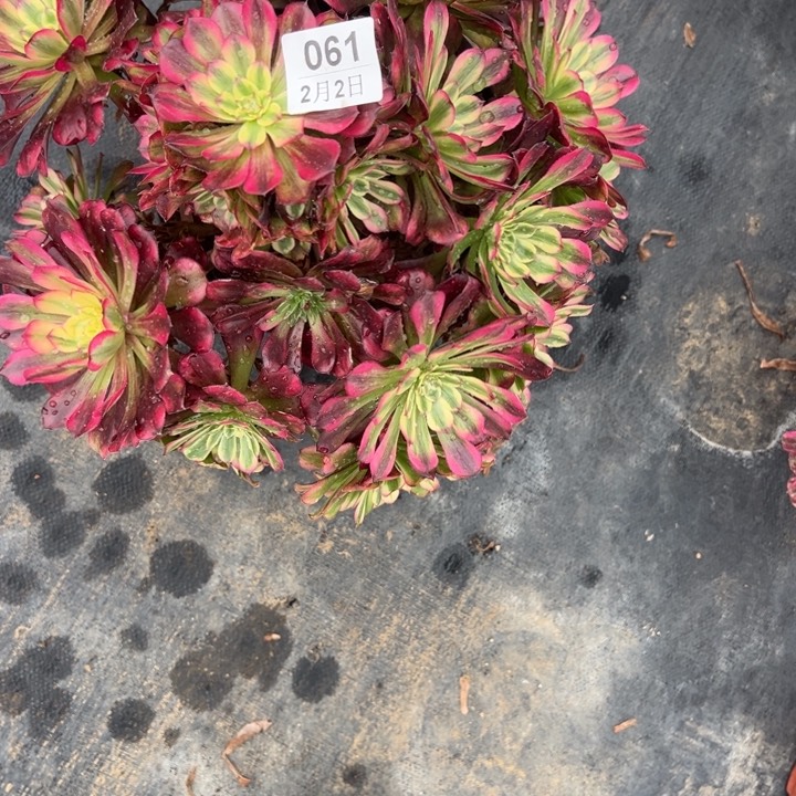 晒*阳2.2-61舞天姬多肉