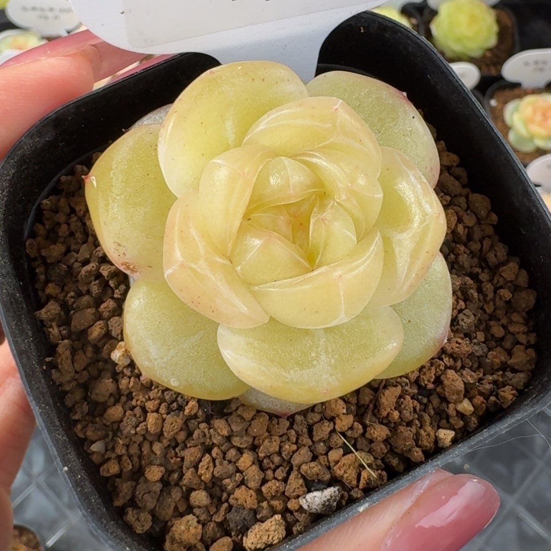 1230-104-图图单头一颗