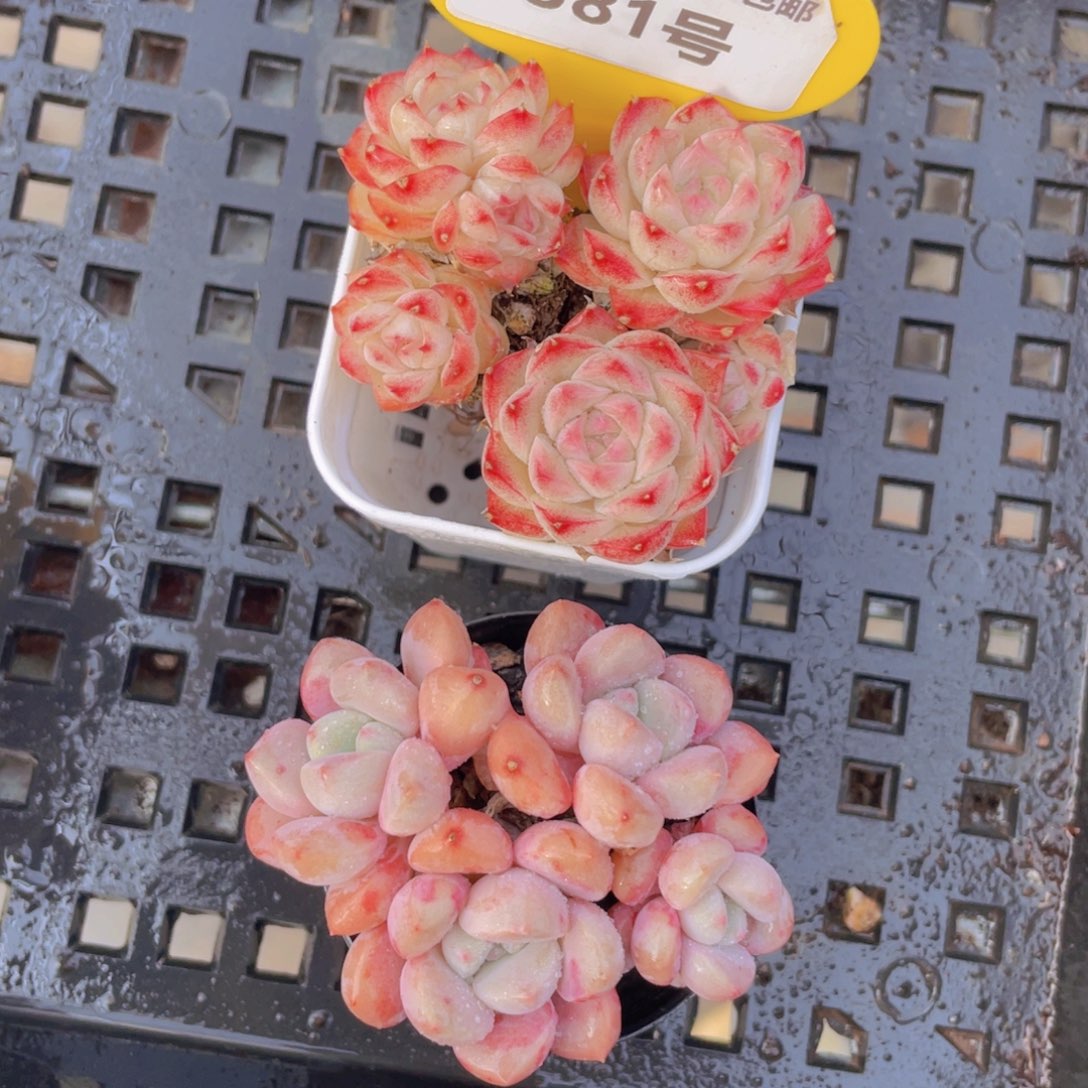 381号女王组合3个加白鹭群生一个