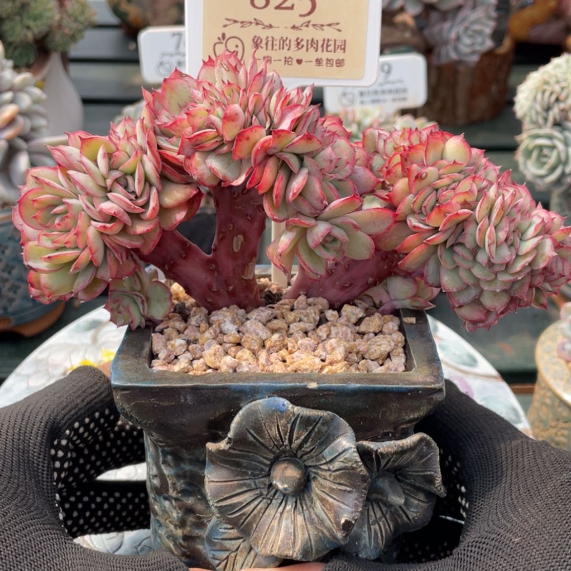 【闪购商品】牡丹亭825