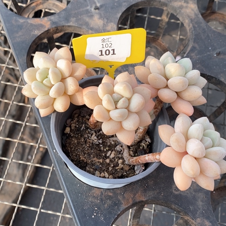 福利多多。102101