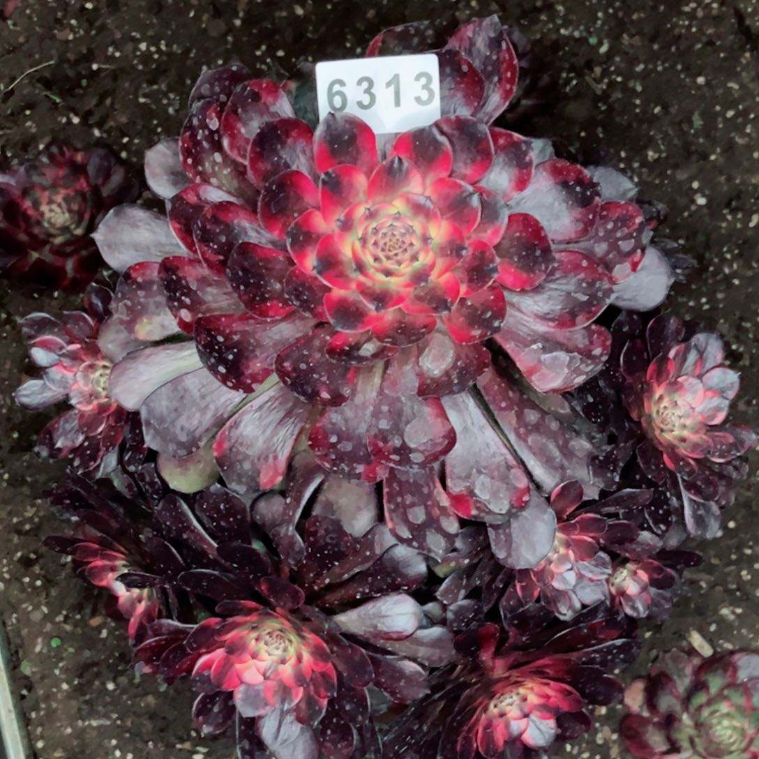 烟花多肉发货发货