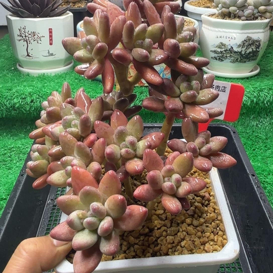 解忧多肉植物编号68