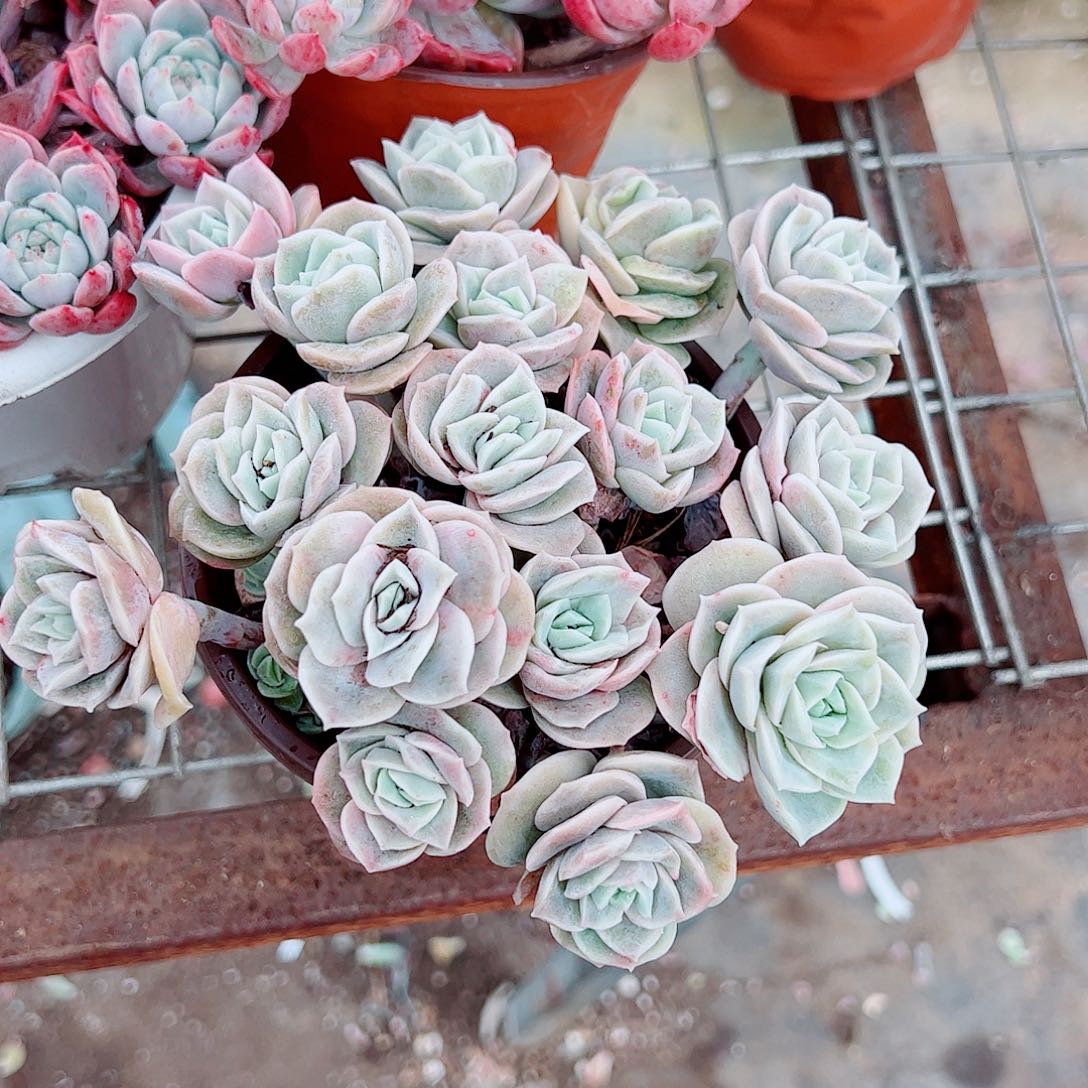 可爱玫瑰散装带盆土精品二盆