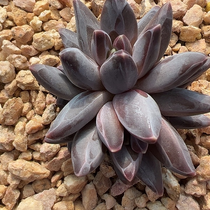 双头紫黑色美人杂交