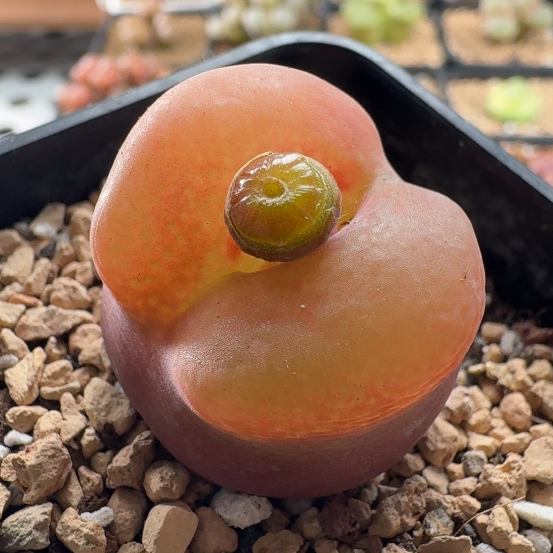 2.7毛汉尼特价3913