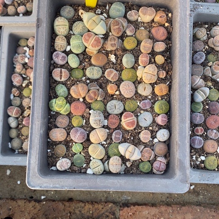 下***狗生石花等植物的生长276