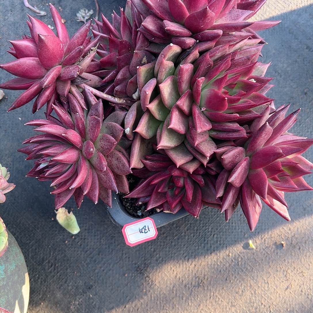 美**美1812罗卡杂交多肉