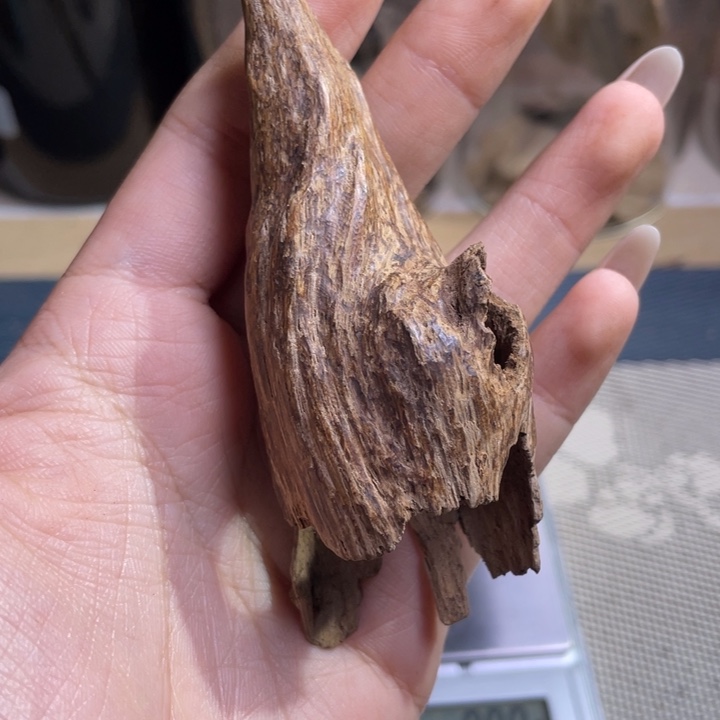 香料海南虫漏土埋7.3克