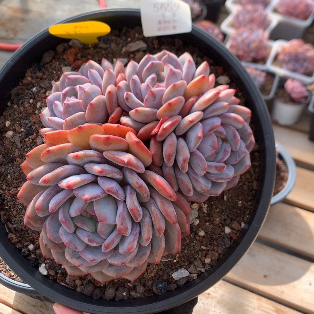 18厘米四头韩橙 老桩 5659