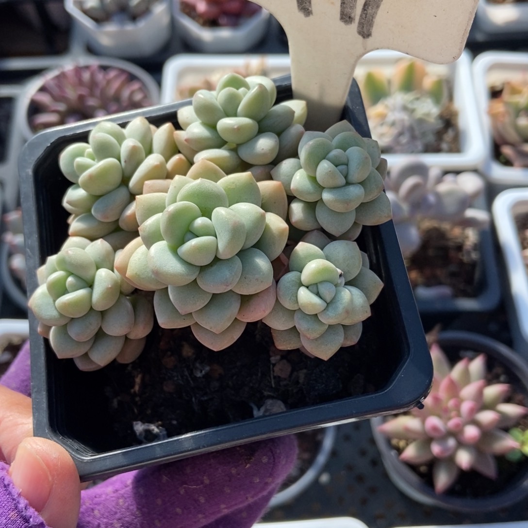 1991泡泡糖多肉植物