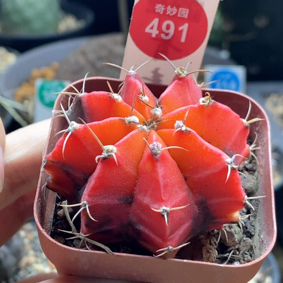 牡丹锦一颗仙人球