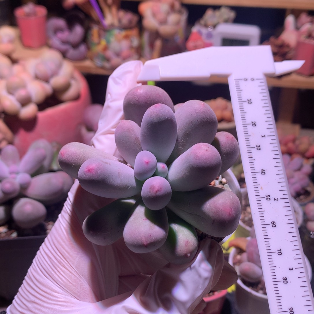 米可奶酪多肉米可奶。