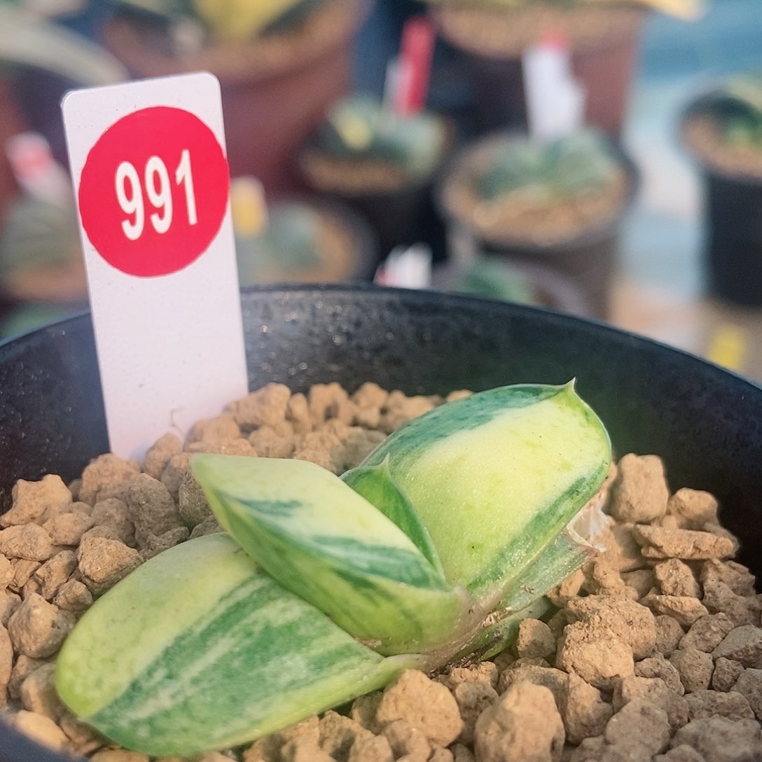 991卧牛实生锦带盆发货