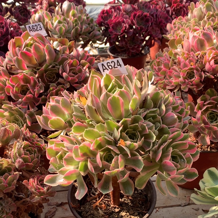 624粉女妖多肉法师